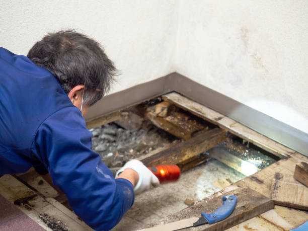 Best Same-Day Mold Removal  in Roanoke Rapids, NC