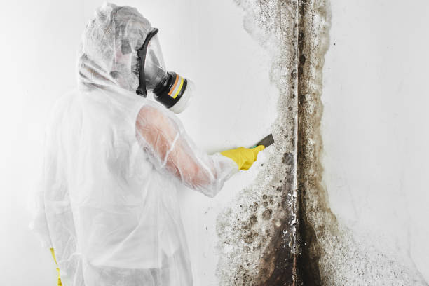 Best Emergency Mold Removal  in Roanoke Rapids, NC