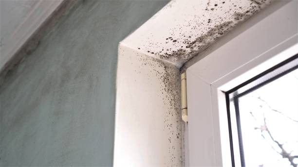 Best Office Mold Removal Services  in Roanoke Rapids, NC