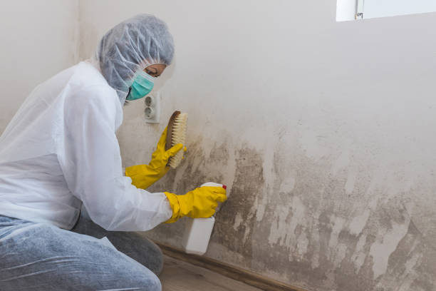 Best Best Mold Removal Companies  in Roanoke Rapids, NC