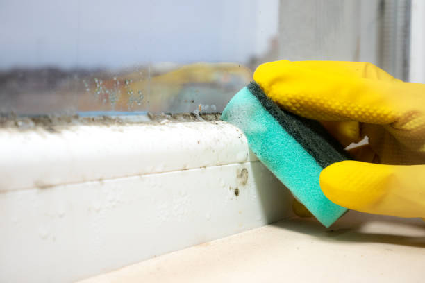 Best Mold Removal and Inspection  in Roanoke Rapids, NC