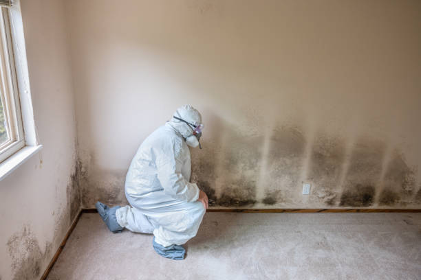 Best Attic Mold Removal  in Roanoke Rapids, NC