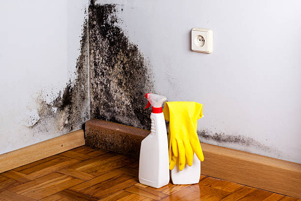 Best Mold Removal Company Near Me  in Roanoke Rapids, NC