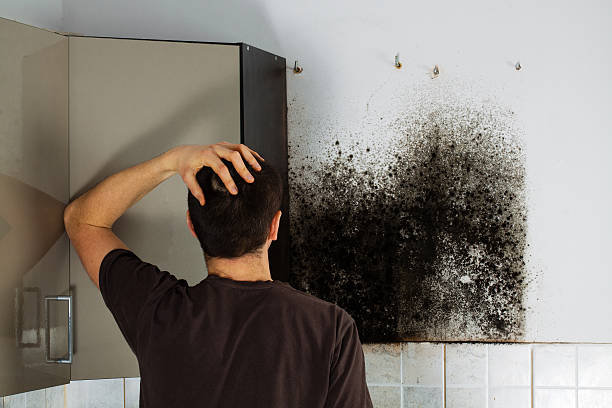 Best Mold Testing  in Roanoke Rapids, NC