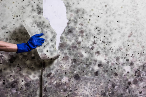 Best Home Mold Removal  in Roanoke Rapids, NC