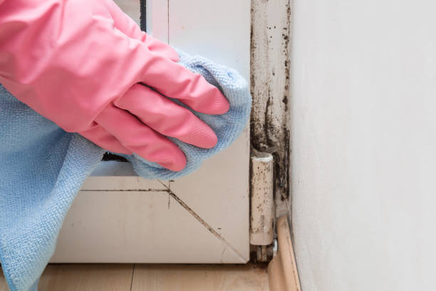Professional Mold Removal in Roanoke Rapids, NC